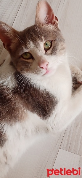 Tekir Kedi, Kedi  Dozi fotoğrafı