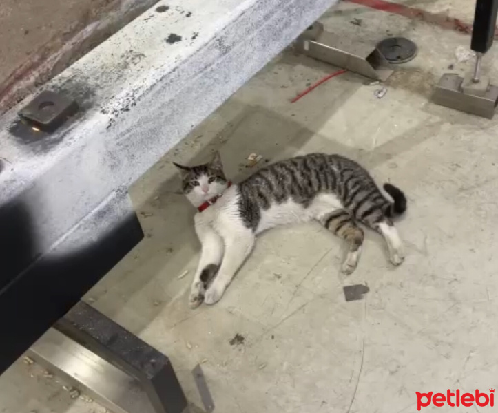 Tekir Kedi, Kedi  Fırfır fotoğrafı