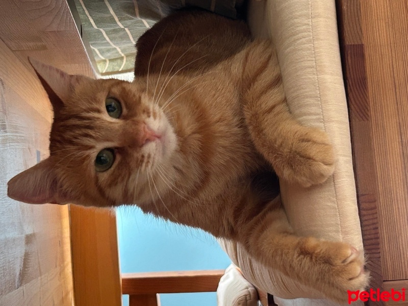 Sarman, Kedi  Güneş fotoğrafı