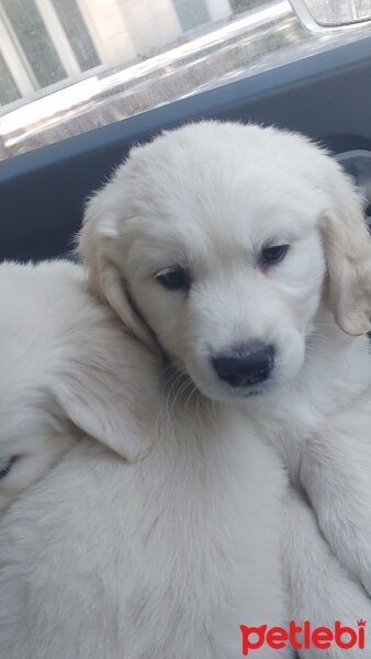 Golden Retriever, Köpek  Efes fotoğrafı