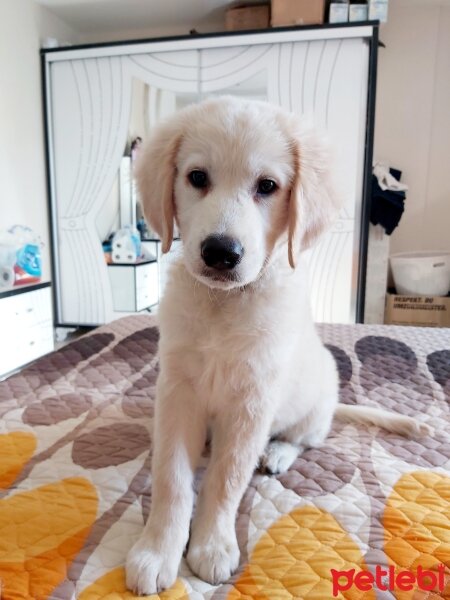 Golden Retriever, Köpek  Efes fotoğrafı