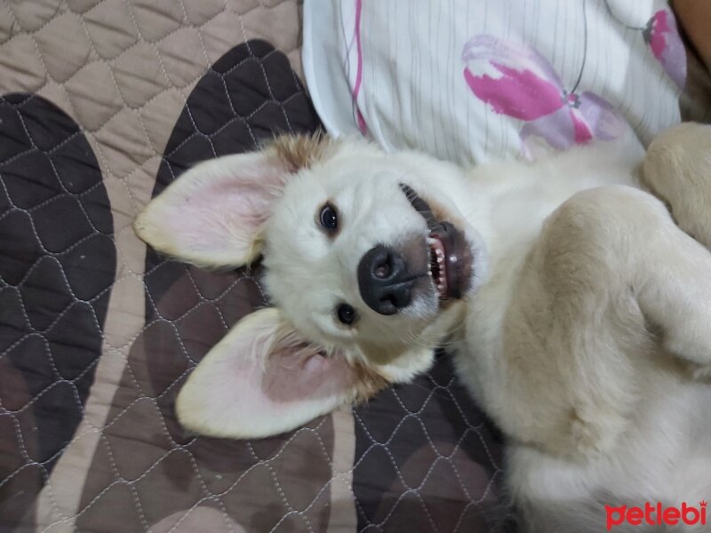 Golden Retriever, Köpek  Efes fotoğrafı