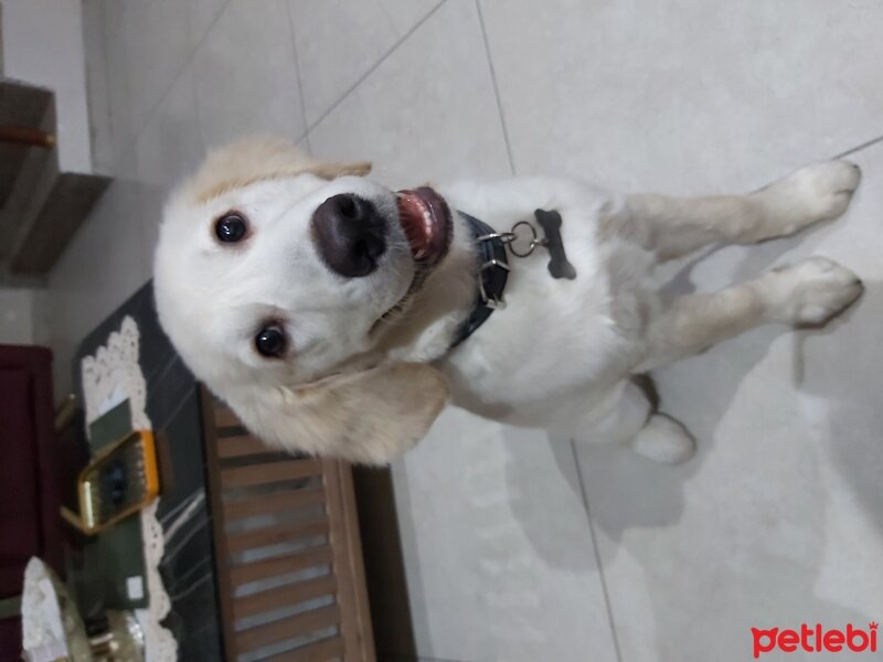 Golden Retriever, Köpek  Efes fotoğrafı