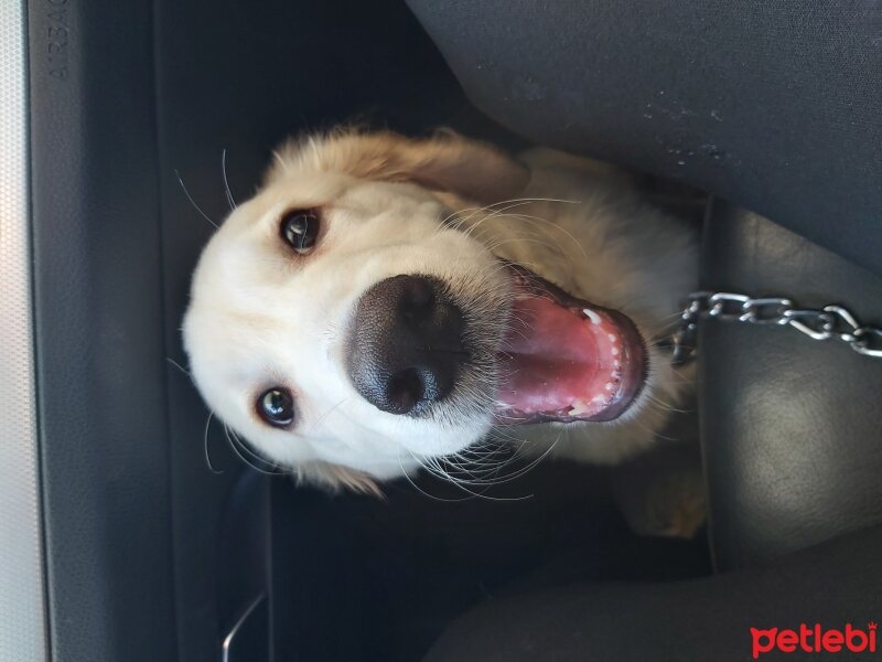 Golden Retriever, Köpek  Efes fotoğrafı