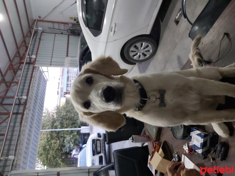 Golden Retriever, Köpek  Efes fotoğrafı