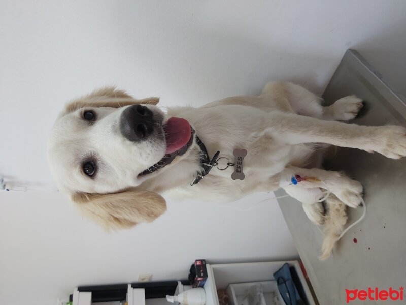 Golden Retriever, Köpek  Efes fotoğrafı