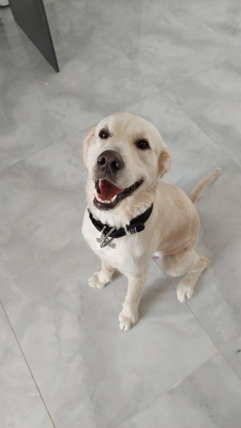 Golden Retriever, Köpek  Efes fotoğrafı