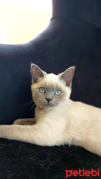 British Shorthair, Kedi  Venüs fotoğrafı