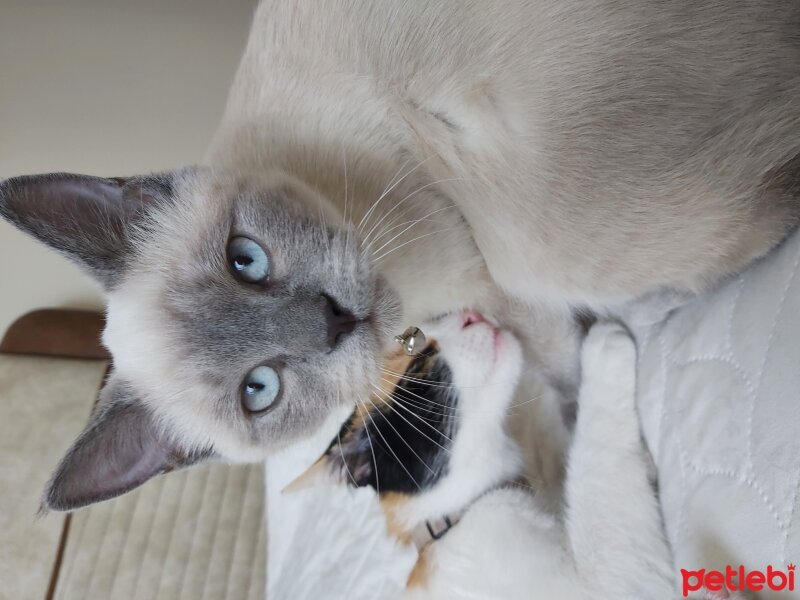 British Shorthair, Kedi  Venüs fotoğrafı