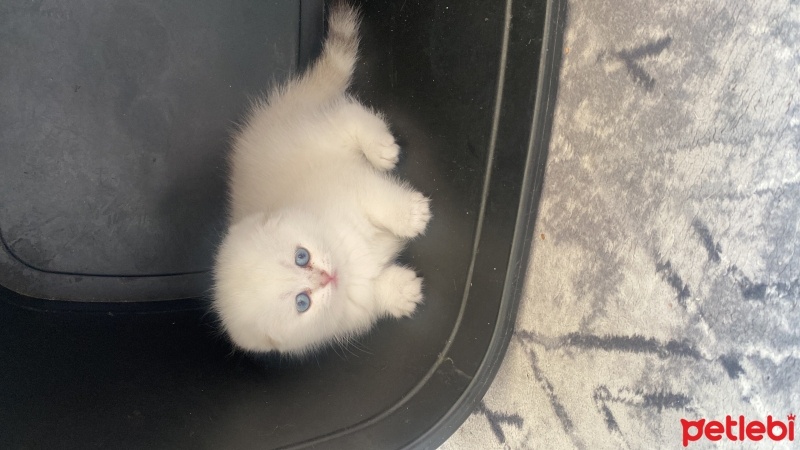 Scottish Fold, Kedi  Badem fotoğrafı