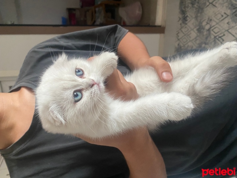 Scottish Fold, Kedi  Badem fotoğrafı