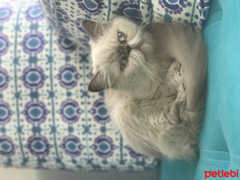 İran Kedisi (Persian), Kedi  Yoda fotoğrafı