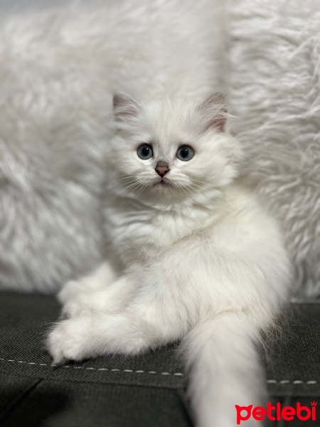 British Longhair, Kedi  ALİCE fotoğrafı
