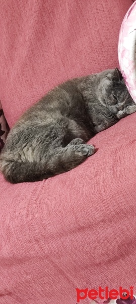 British Shorthair, Kedi  Reus fotoğrafı