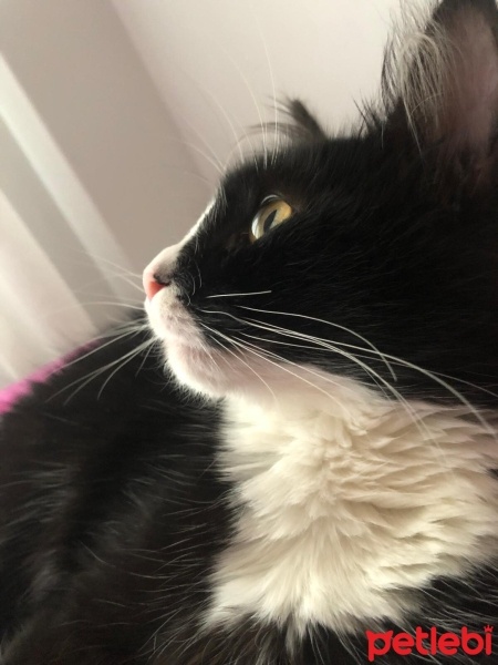 Norwegian Forest, Kedi  KARAM fotoğrafı