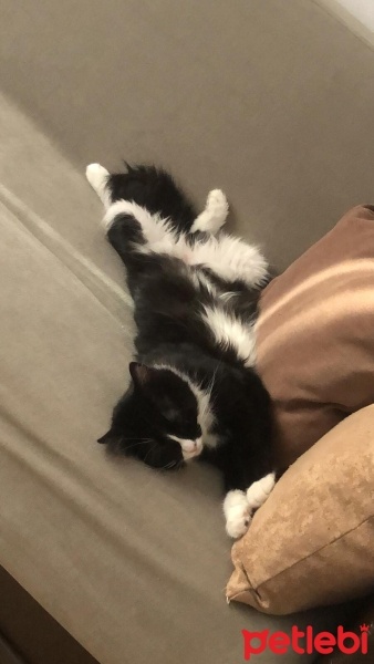 Norwegian Forest, Kedi  KARAM fotoğrafı