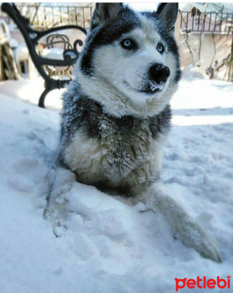 Sibirya Kurdu (Husky), Köpek  Linda fotoğrafı