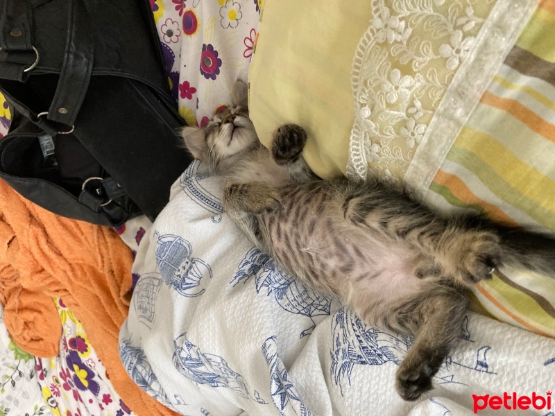 Tekir Kedi, Kedi  Pika fotoğrafı