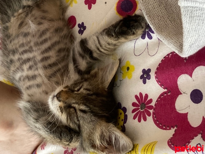 Tekir Kedi, Kedi  Pika fotoğrafı
