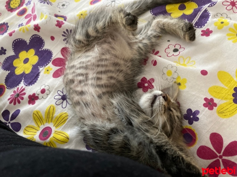 Tekir Kedi, Kedi  Pika fotoğrafı