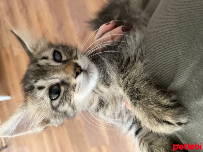 Tekir Kedi, Kedi  Pika fotoğrafı