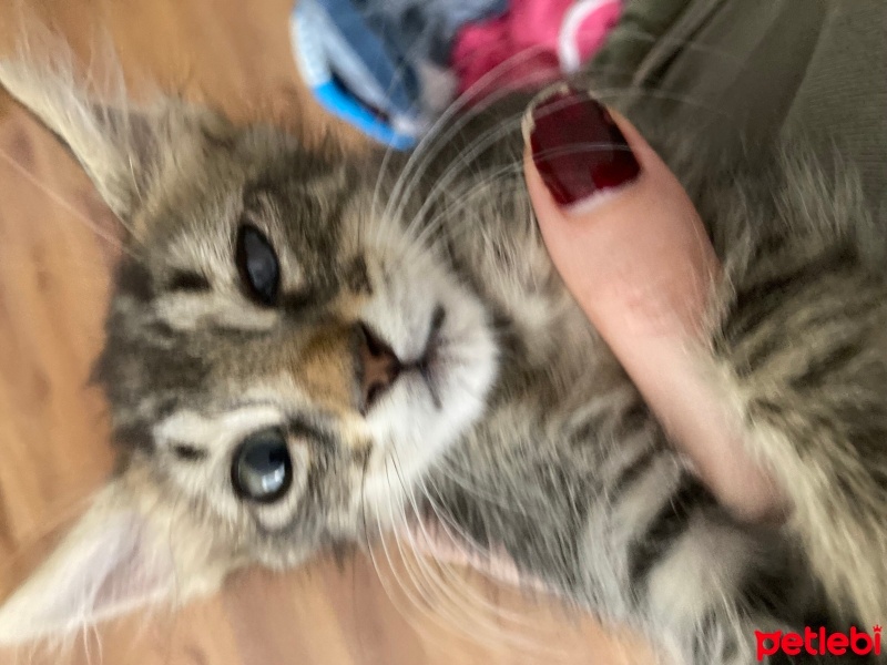 Tekir Kedi, Kedi  Pika fotoğrafı