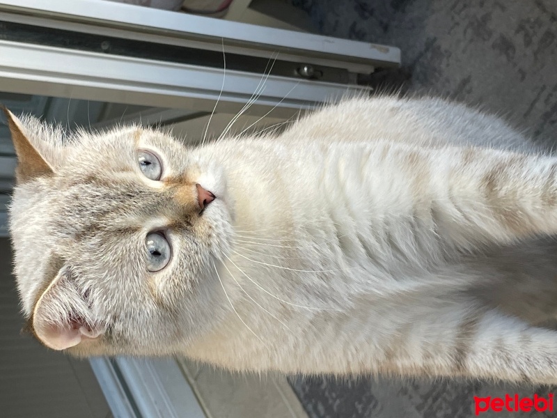 British Shorthair, Kedi  Kontes fotoğrafı