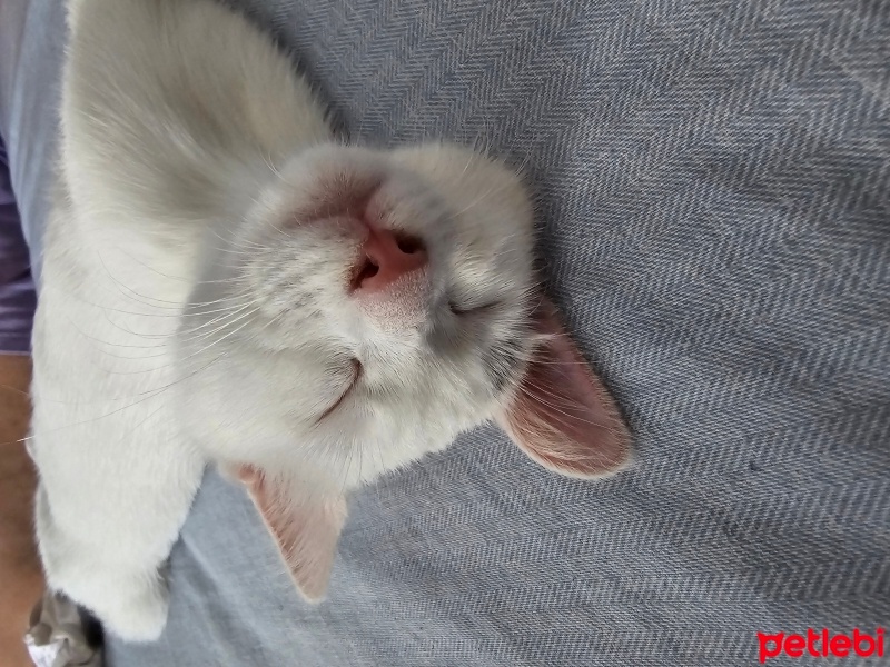 Tekir Kedi, Kedi  Lili fotoğrafı