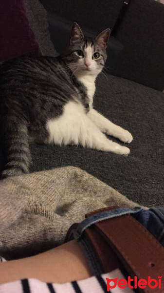 Tekir Kedi, Kedi  kedi fotoğrafı