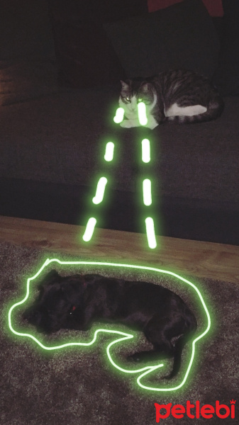 Tekir Kedi, Kedi  kedi fotoğrafı