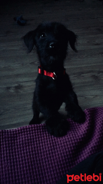 Tekir Kedi, Kedi  kedi fotoğrafı
