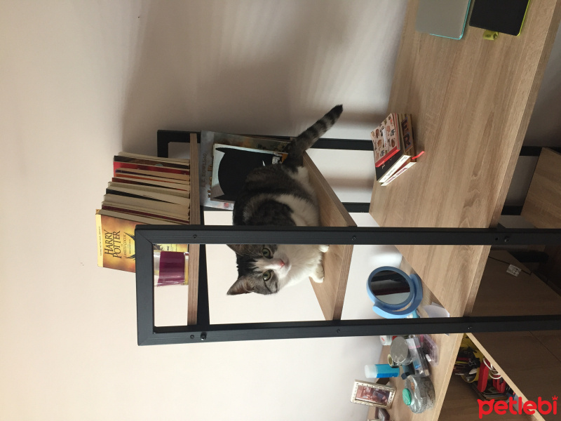 Tekir Kedi, Kedi  kedi fotoğrafı