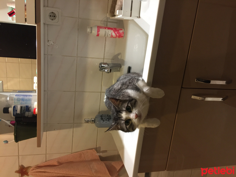 Tekir Kedi, Kedi  kedi fotoğrafı