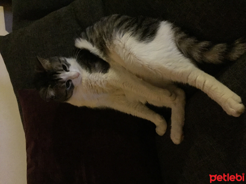 Tekir Kedi, Kedi  kedi fotoğrafı