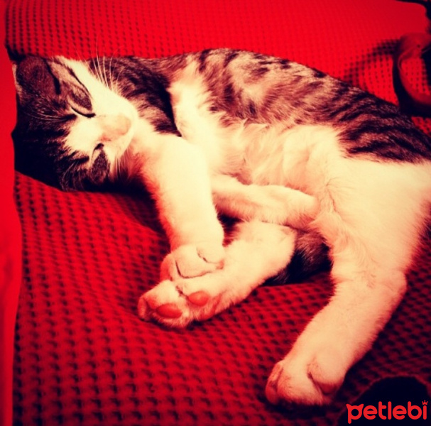 Tekir Kedi, Kedi  kedi fotoğrafı