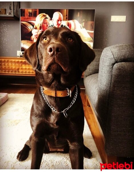 Labrador Retriever, Köpek  Rex fotoğrafı