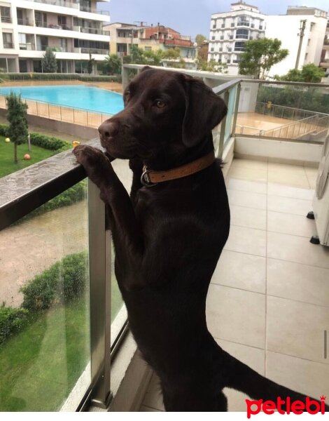 Labrador Retriever, Köpek  Rex fotoğrafı