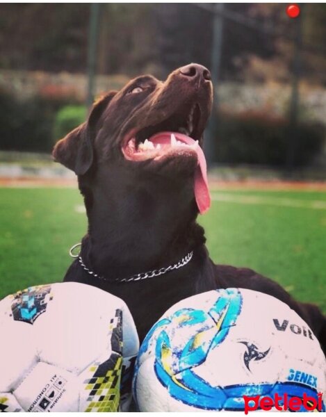 Labrador Retriever, Köpek  Rex fotoğrafı