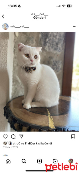 Scottish Fold, Kedi  Mia fotoğrafı