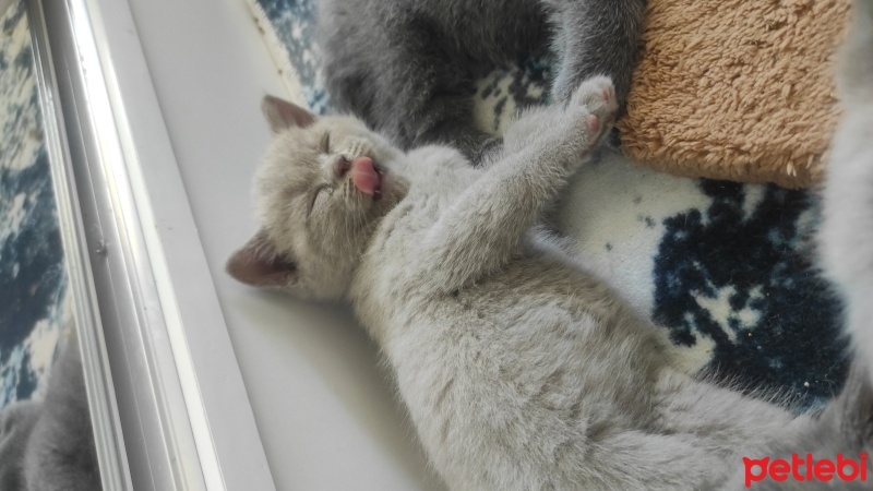 British Shorthair, Kedi  Luna fotoğrafı