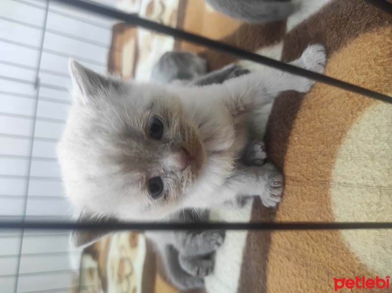 British Shorthair, Kedi  Luna fotoğrafı