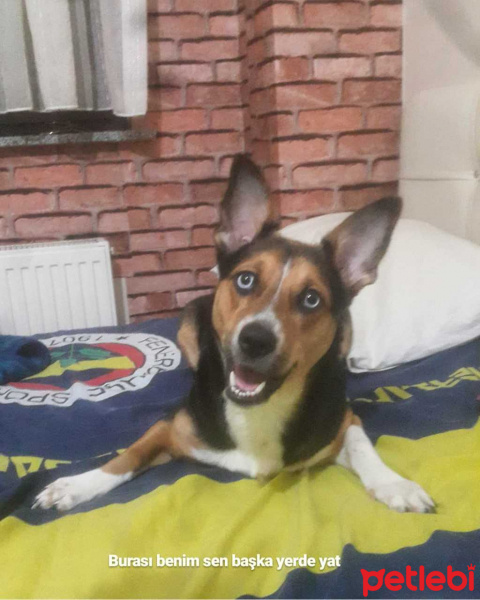 Sibirya Kurdu (Husky), Köpek  Marja fotoğrafı