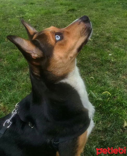 Sibirya Kurdu (Husky), Köpek  Marja fotoğrafı