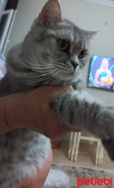 British Shorthair, Kedi  Boncuk fotoğrafı