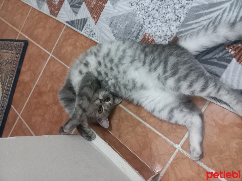 British Shorthair, Kedi  Boncuk fotoğrafı