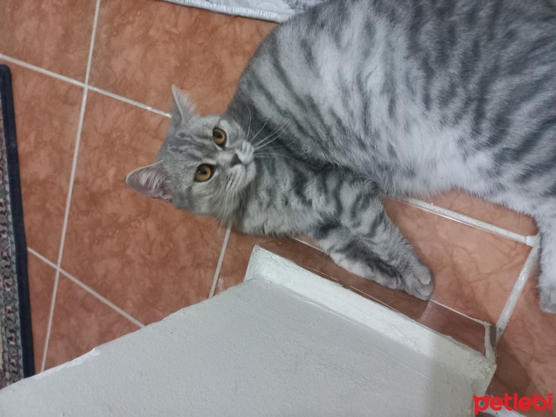 British Shorthair, Kedi  Boncuk fotoğrafı