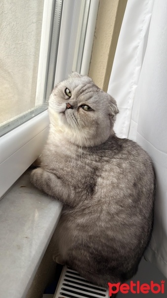 British Shorthair, Kedi  Oscar fotoğrafı