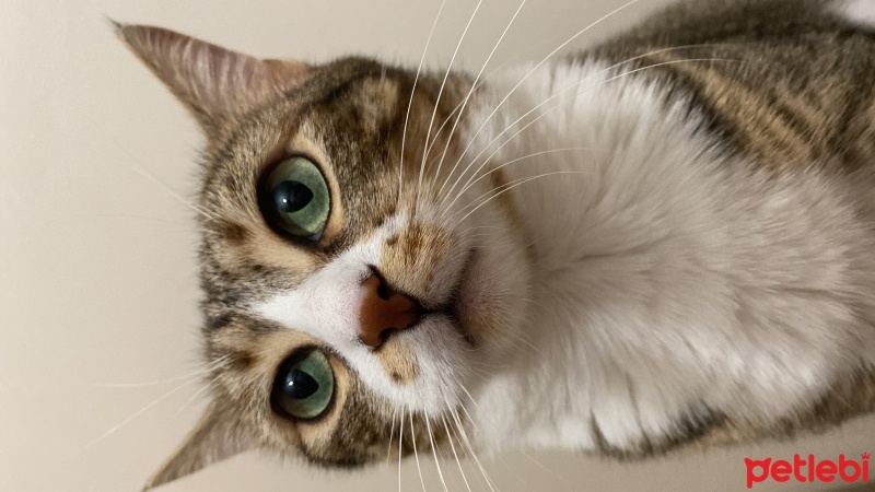 Tekir Kedi, Kedi  Müezza fotoğrafı