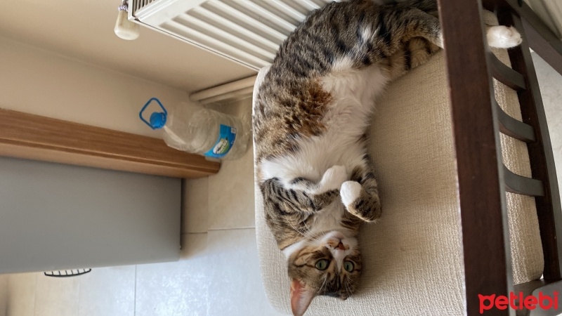 Tekir Kedi, Kedi  Müezza fotoğrafı
