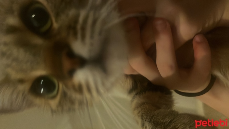Tekir Kedi, Kedi  sipsi fotoğrafı